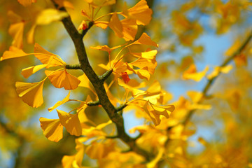 Obraz premium Autumn Ginko Biloba