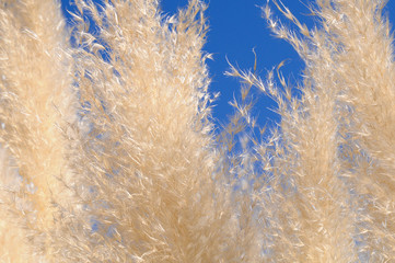 Inflorescences de l'Herbe de la Pampa