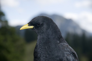 alps jackdaw_5