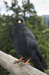 alps jackdaw_2
