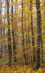 Jesienny las bukowy - obrazy, fototapety, plakaty