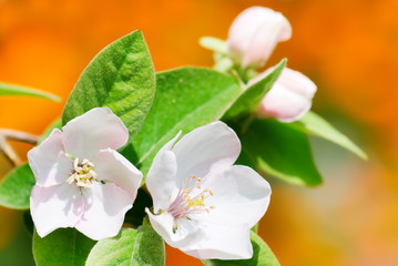Quince flowers