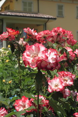 Fototapeta na wymiar giardino di rose