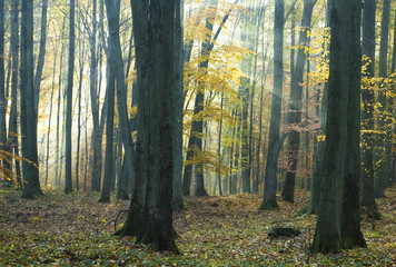 Jesienny las liściasty - obrazy, fototapety, plakaty