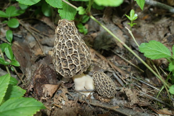 Morilles