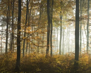 Foto auf Alu-Dibond Buchenwald im Herbst © Gucio_55