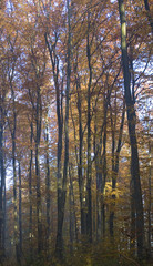 Jesienny las bukowy