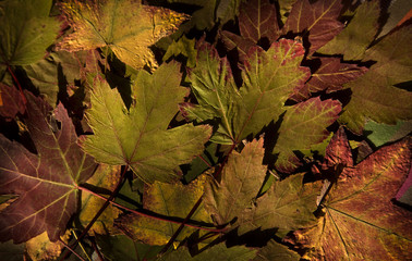Ocres de otoño
