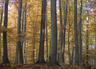 Jesienny las bukowy - obrazy, fototapety, plakaty