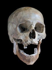 Obraz premium Skull.