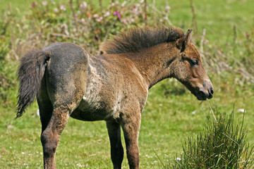 Naklejka na ściany i meble Pferd im Bodmin Moor, Cornwall - Pony in England