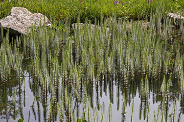 Hippuris vulgaris, Tannenwedel - Horsetail, Common Mares tail