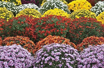 Chrysanthèmes, Toussaint