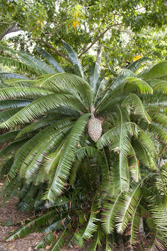 Dioon spinolosum