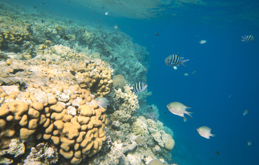 coral reef