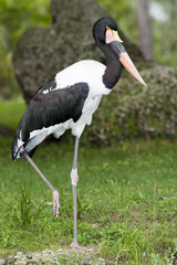 Saddle-billed Stork