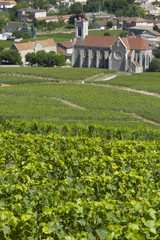 Fototapeta na wymiar Winnice w Burgundii, we Francji.