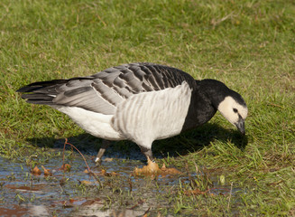 Barnacle goose