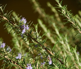 ramerino -pianta aromatica