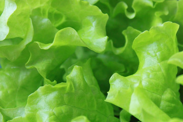 Fresh lettuce, Green salad