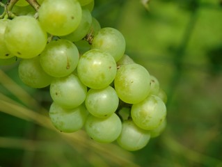 siting in the shade of the vine