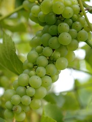 siting in the shade of the vine