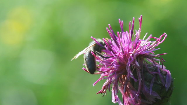 bee on a flower macro