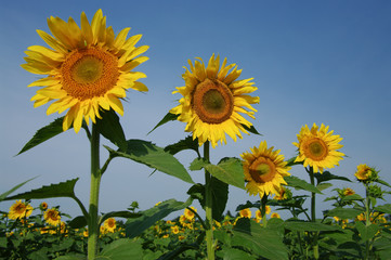 Sunflowers