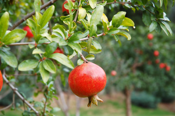 Pomegranate fruit