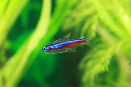 Blue neon freshwater fish