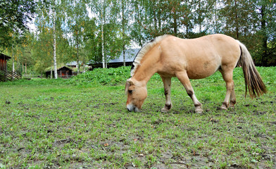 Obraz premium Fjord Horse