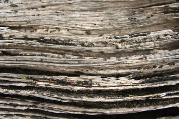 Snail Driftwood