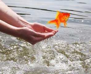 goldfish