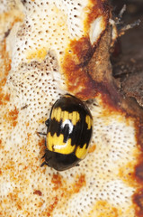 Mycophagous beetle (Diaperis boleti)