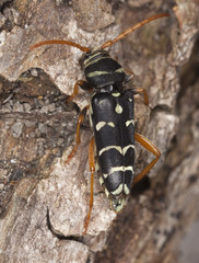 Plagionotus arcuatus sitting on oak. Macro photo.