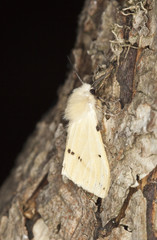 Obraz premium Buff ermine (Spilosoma lutea)