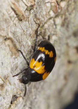 Mycophagous beetle (Diaperis boleti)