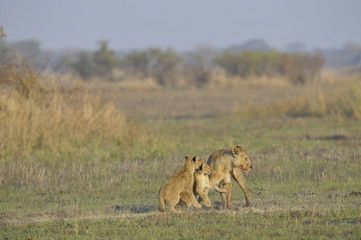 Lioness after hunting with cubs.