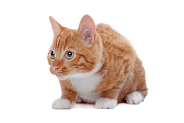 red kitten