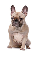 Fototapeta premium french bulldog