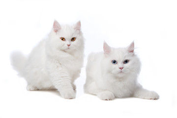 two White cats with blue and yellow eyes