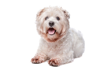 West Highland White Terrier