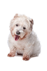 West Highland White Terrier