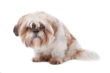Shih tzu isolated on white