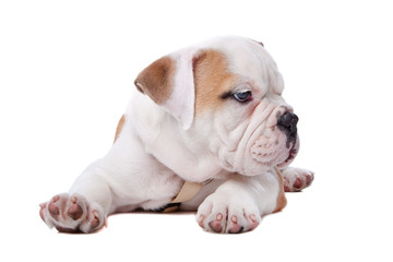 English Bulldog puppy lying down