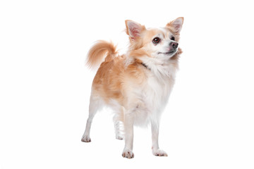 Obraz premium chihuahua dog