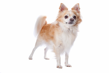 Obraz premium chihuahua dog