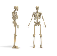 Skeleton