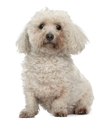 Bichon Frise, 8 years old, sitting in front of white background