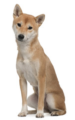 Shiba Inu, 1 year old, sitting in front of white background